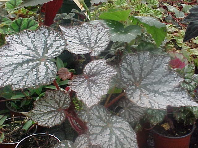 B. ‘Cynthia Bishop’